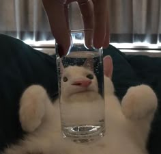 a person holding a cat in a glass with water on it's face and paws