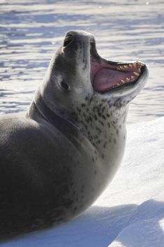 a seal with its mouth open sitting in the snow