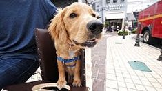 a dog sitting on top of a chair next to a man