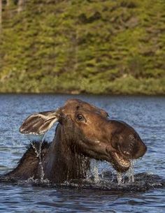 an animal that is in the water with it's mouth open