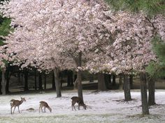 some deer are standing in the snow near trees with pink flowers on them and one is eating grass