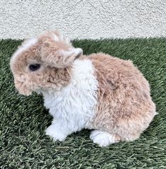 a small brown and white rabbit sitting on top of green grass next to a wall