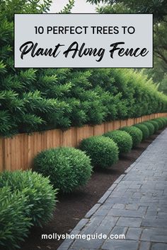 the words 10 perfect trees to plant along fence are in front of a brick walkway