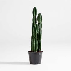 a green cactus in a black pot on a white background