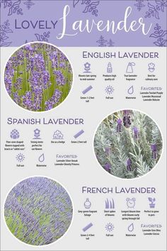 lavender is the most popular flower for many people, and it's very easy to grow