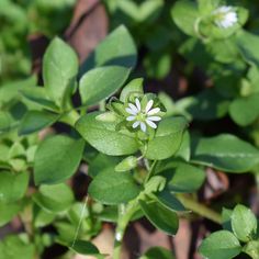 small white flower surrounded by green leaves