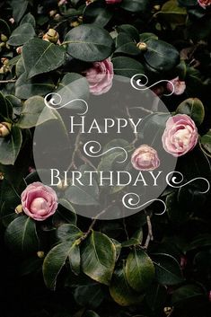 a happy birthday card with pink roses and green leaves on the front, surrounded by greenery