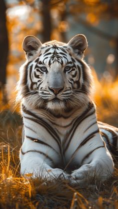 a white tiger laying in the grass with its eyes closed and it's head turned to the side