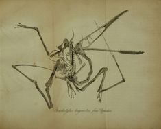 a drawing of an insect with long legs and large arms, sitting on top of a piece of paper