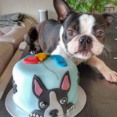 a dog laying next to a birthday cake