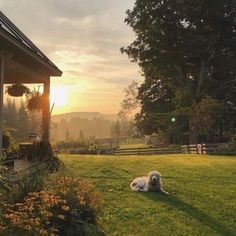 a white dog laying on top of a lush green field next to a wooden house