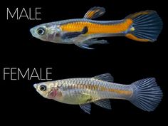 two different types of female and male fish