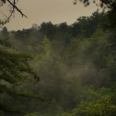 the forest is full of trees and fog