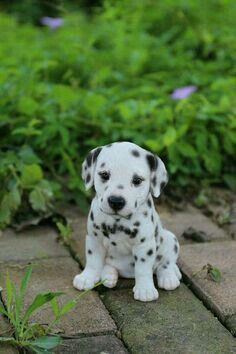 a white and black puppy sitting on top of a brick walkway next to green plants