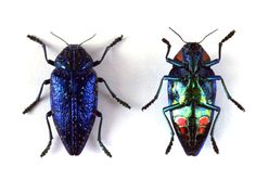 two colorful bugs sitting next to each other