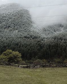 a horse standing in a field next to a mountain covered in mist and trees with snow on the tops