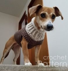 a brown dog standing on top of a carpeted floor next to a door wearing a sweater