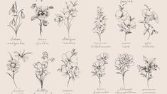 the different types of flowers drawn by hand