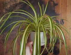 a plant in a white vase on a wooden table next to a wall with a hand holding it