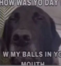 a dog is shown with the words how was yo day written on it