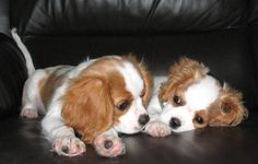 two puppies laying on top of a black leather couch with their paws up against each other