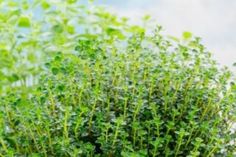 a bunch of green plants that are in the grass