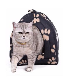 a cat is standing in front of a dog bed