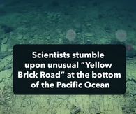 an image of the ocean floor with text that reads, scientist stumble upon unusual yellow brick road at the bottom of the pacific ocean