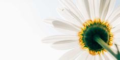 a close up view of a white flower with yellow center