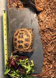 a tortoise shell sitting on top of a piece of slate next to a salad