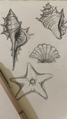 pencil drawing of seashells and starfish in various stages of development on paper