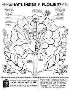 what's inside a flower? coloring page