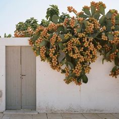 a bunch of fruit hanging from the side of a white wall next to a door