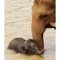 an adult elephant standing next to a baby elephant in the water with it's trunk sticking out