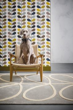 a dog sitting on a chair in front of a wall