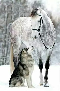 a white horse standing next to a gray and black husky dog on snow covered ground