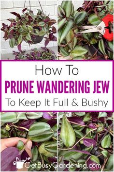 how to prune wandering jew to keep it full and bushy in the garden