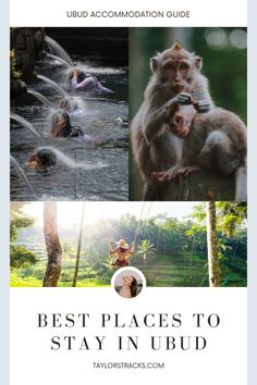 the best places to stay in ubud, including monkeys and other wildlife activities