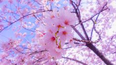 pink flowers are blooming on the branches of trees