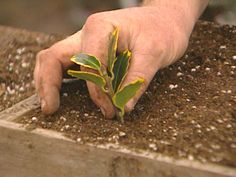 a person's hand reaching for a leaf on top of soil in a planter