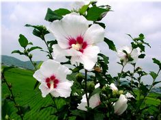 some white and red flowers in a field