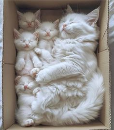 three white cats sleeping in a cardboard box