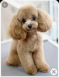 a small brown poodle sitting on top of a table