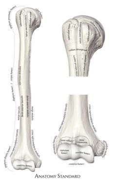 an image of the bones and their major structures, including the lower limb part of the leg