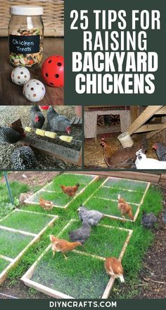 several pictures of chickens in their backyard with text that reads 25 tips for raising backyard chickens