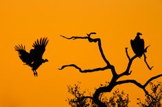 two birds are flying in the air near some tree branches and orange sky behind them