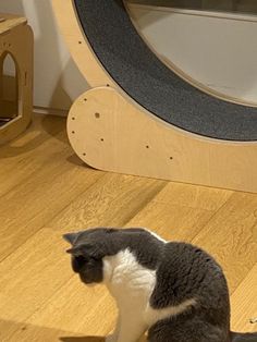 a black and white cat sitting on the floor in front of a mirror