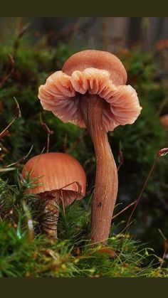 two mushrooms that are sitting in the grass