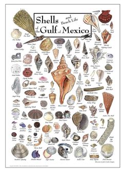 the shells of the florida gulf coast poster is shown in white and features various types of sea shells