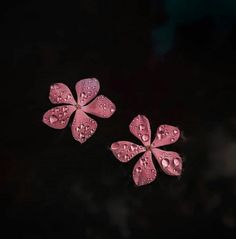 two pink flowers with water droplets on them